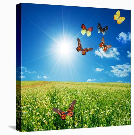 Butterfly Spring Field. A Group O Colorful Butterflies In The Spring Summer Grass Land-Michal Bednarek-Stretched Canvas