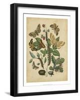 Butterfly Stages II-Vision Studio-Framed Art Print