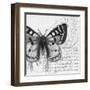 Butterfly Studies I-Patricia Pinto-Framed Art Print