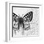 Butterfly Studies I-Patricia Pinto-Framed Art Print