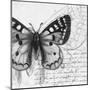 Butterfly Studies I-Patricia Pinto-Mounted Art Print