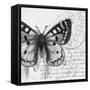 Butterfly Studies I-Patricia Pinto-Framed Stretched Canvas