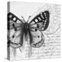 Butterfly Studies I-Patricia Pinto-Stretched Canvas