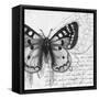 Butterfly Studies I-Patricia Pinto-Framed Stretched Canvas