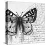 Butterfly Studies I-Patricia Pinto-Stretched Canvas