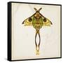 Butterfly Study I-Melissa Wang-Framed Stretched Canvas