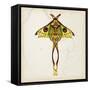 Butterfly Study I-Melissa Wang-Framed Stretched Canvas