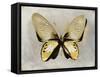 Butterfly Study I-Julia Bosco-Framed Stretched Canvas