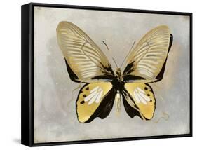 Butterfly Study I-Julia Bosco-Framed Stretched Canvas