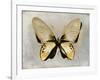 Butterfly Study I-Julia Bosco-Framed Art Print