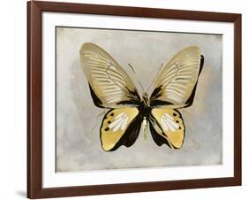 Butterfly Study I-Julia Bosco-Framed Art Print