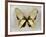 Butterfly Study I-Julia Bosco-Framed Art Print