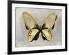 Butterfly Study I-Julia Bosco-Framed Art Print