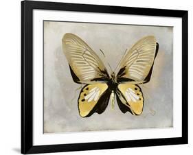 Butterfly Study I-Julia Bosco-Framed Art Print