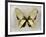 Butterfly Study I-Julia Bosco-Framed Art Print