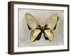 Butterfly Study I-Julia Bosco-Framed Art Print