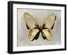 Butterfly Study I-Julia Bosco-Framed Art Print