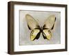 Butterfly Study I-Julia Bosco-Framed Art Print