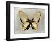 Butterfly Study I-Julia Bosco-Framed Art Print