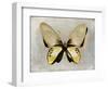 Butterfly Study I-Julia Bosco-Framed Art Print