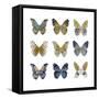 Butterfly Study I-Julia Bosco-Framed Stretched Canvas