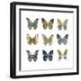 Butterfly Study I-Julia Bosco-Framed Art Print