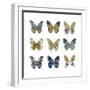 Butterfly Study I-Julia Bosco-Framed Art Print