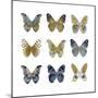 Butterfly Study I-Julia Bosco-Mounted Art Print