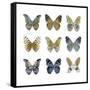 Butterfly Study I-Julia Bosco-Framed Stretched Canvas