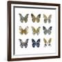 Butterfly Study I-Julia Bosco-Framed Art Print