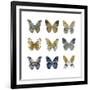 Butterfly Study I-Julia Bosco-Framed Art Print