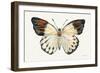 Butterfly Study I-Farida Zaman-Framed Art Print