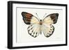 Butterfly Study I-Farida Zaman-Framed Art Print