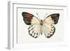 Butterfly Study I-Farida Zaman-Framed Art Print