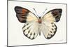 Butterfly Study I-Farida Zaman-Mounted Art Print