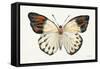 Butterfly Study I-Farida Zaman-Framed Stretched Canvas