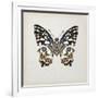 Butterfly Study II-Melissa Wang-Framed Art Print