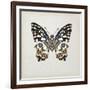 Butterfly Study II-Melissa Wang-Framed Art Print