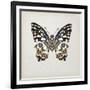 Butterfly Study II-Melissa Wang-Framed Art Print