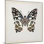 Butterfly Study II-Melissa Wang-Mounted Art Print