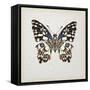 Butterfly Study II-Melissa Wang-Framed Stretched Canvas
