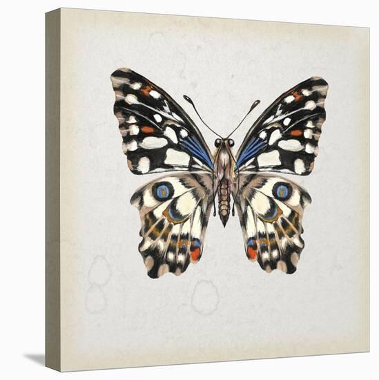 Butterfly Study II-Melissa Wang-Stretched Canvas