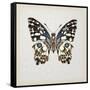 Butterfly Study II-Melissa Wang-Framed Stretched Canvas