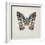 Butterfly Study II-Melissa Wang-Framed Art Print