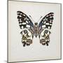 Butterfly Study II-Melissa Wang-Mounted Art Print