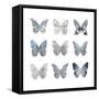 Butterfly Study II-Julia Bosco-Framed Stretched Canvas