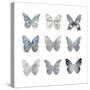 Butterfly Study II-Julia Bosco-Stretched Canvas