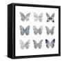 Butterfly Study II-Julia Bosco-Framed Stretched Canvas