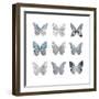 Butterfly Study II-Julia Bosco-Framed Art Print