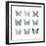 Butterfly Study II-Julia Bosco-Framed Art Print